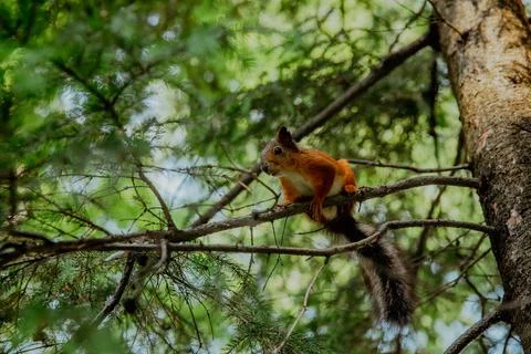 Red squirrel on pine branches Stock Photos