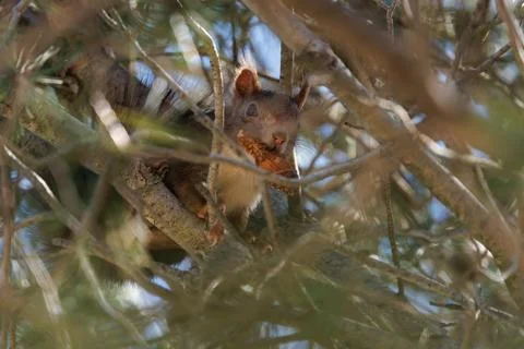 Red squirrel with a pine cone among pine branches in its natural environment Stock Photos