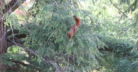 Red Squirrel in Pine Stock Footage 196180735