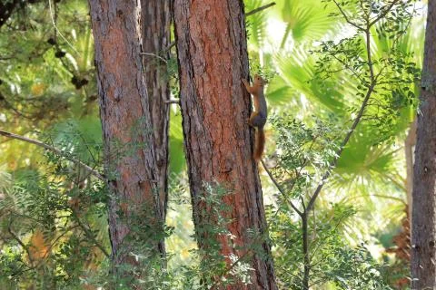 Red squirrel on pine in summer green forest Stock Photos