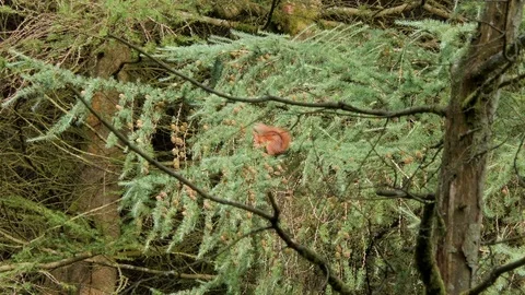 Red Squirrel in pine tree eating nuts Video stock 114557486