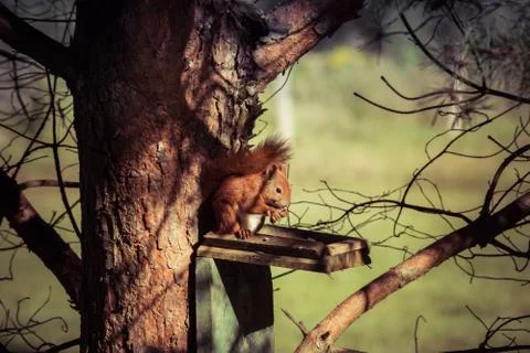 Red squirrel on a pine tree Stock Photos