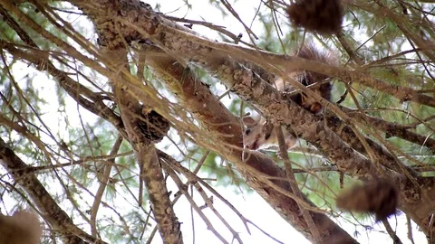 Red squirrel up in a pine tree in Spain 動画素材 114571536