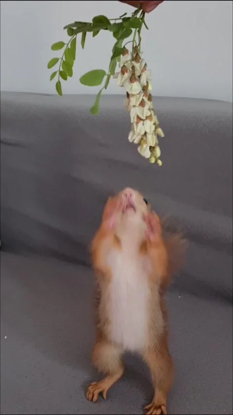 Red Squirrel is Playing Stock Footage 220727401