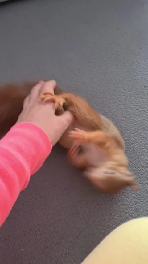 Red Squirrel is Playing Stock Footage 220727466