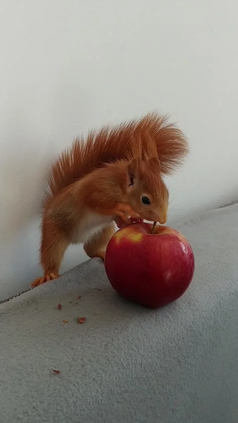 Red Squirrel is Playing Stock Footage 231044992