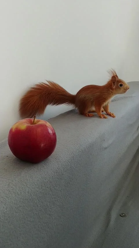 Red Squirrel is Playing Stock Footage 231045016