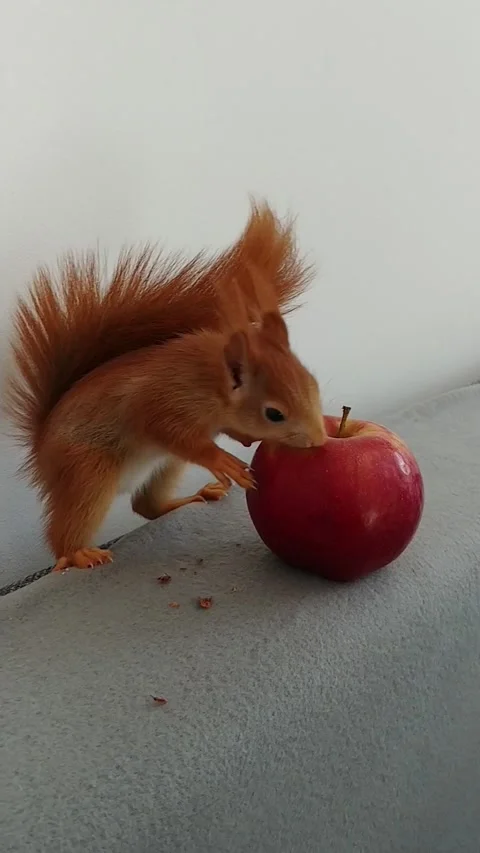 Red Squirrel is Playing Stock Footage 231045018