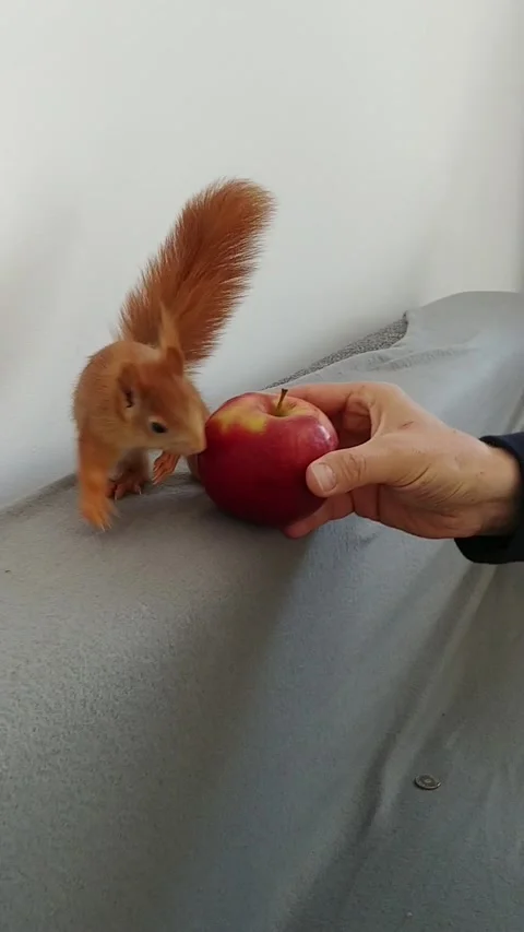 Red Squirrel is Playing Stock Footage 231045027
