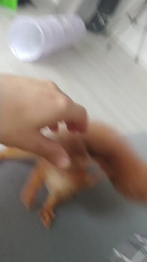 Red Squirrel is Playing Stock Footage 231045029