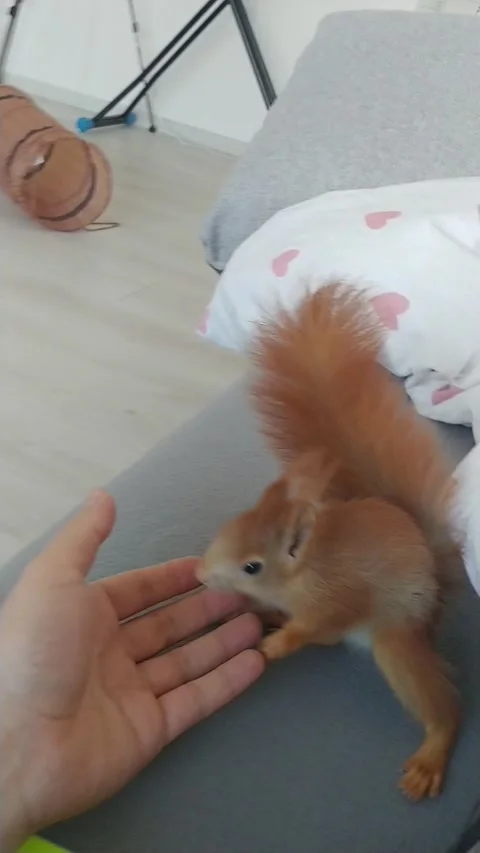 Red Squirrel is Playing Stock Footage 231045032