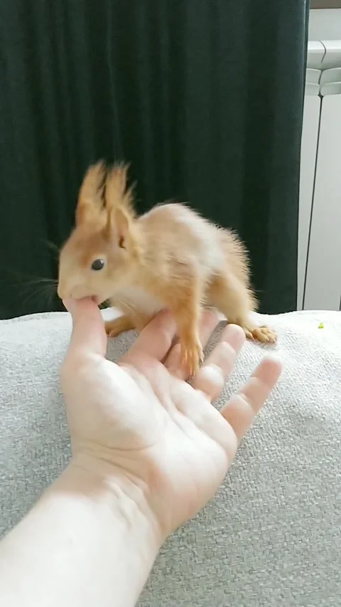 Red Squirrel is Playing Stock Footage 231045050