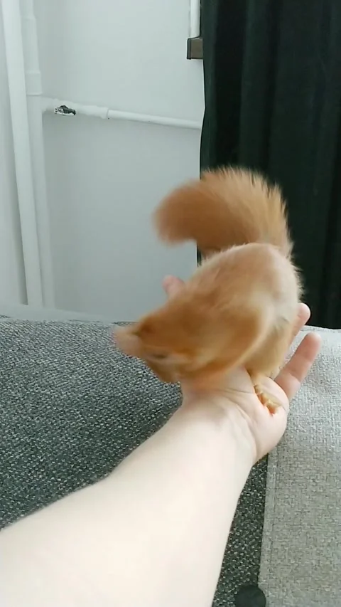 Red Squirrel is Playing Stock-Footage 231045088