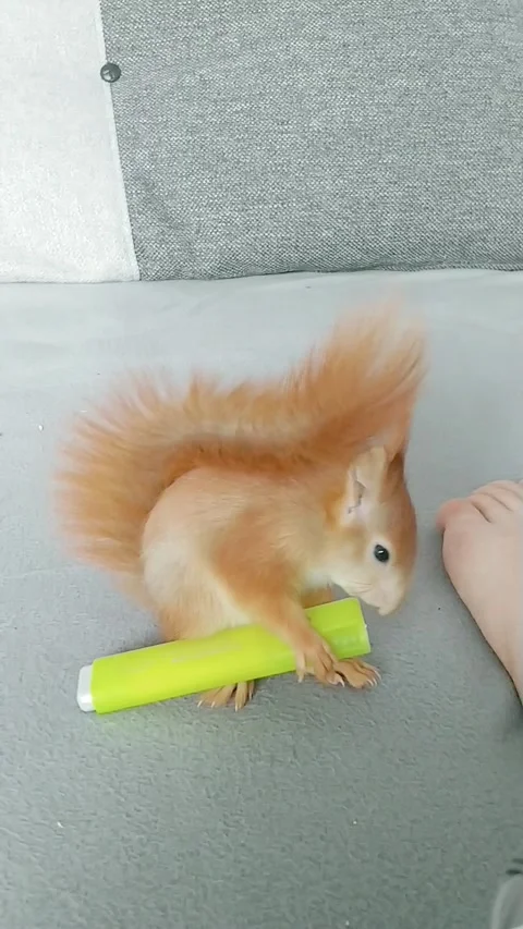 Red Squirrel is Playing Stock Footage 231045171