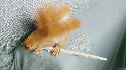 Red Squirrel is Playing Stock Footage 231045173