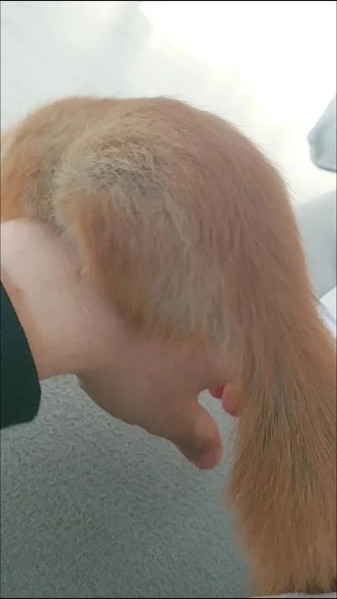 Red Squirrel is Playing Stock Footage 231045188