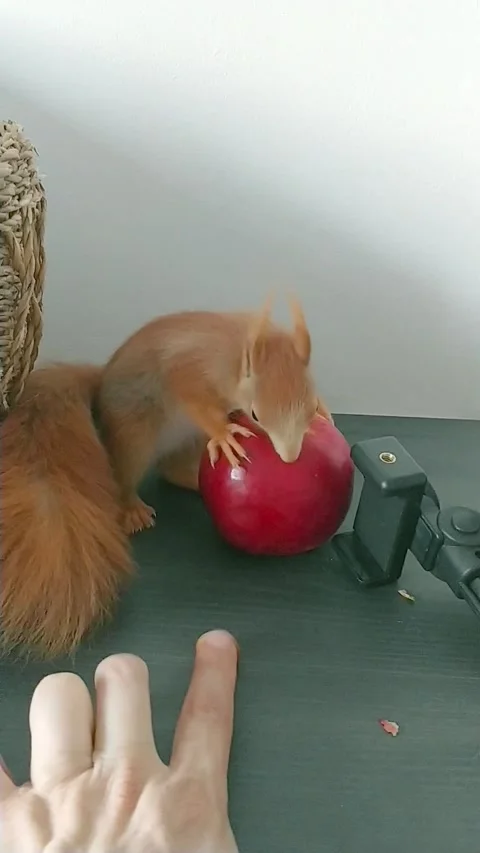 Red Squirrel is Playing Stock Footage 231045202