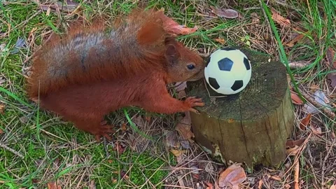 Red squirrel playing with small soccer ball in grass Stock Footage 318134123