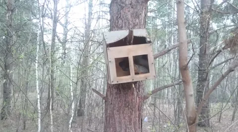 Red squirrel plays in spring forest Stock Footage 62494916