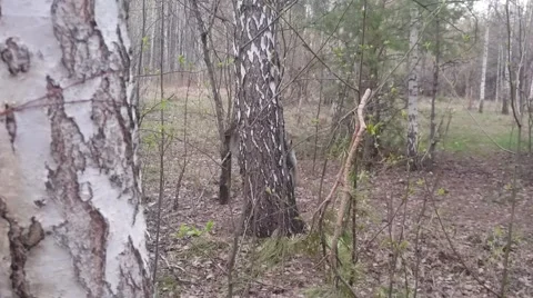 Red squirrel plays in spring forest Video stock 62494921