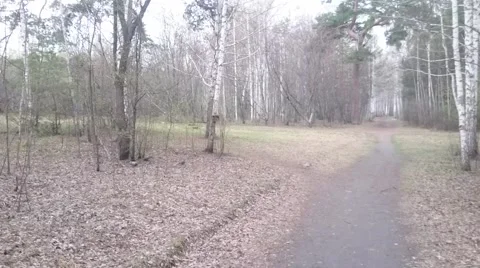 Red squirrel plays in spring forest Vídeo Stock 62494923
