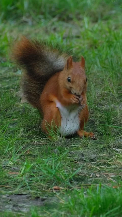 Red Squirrel Portrait Eating Nut Vertical Video 스톡 동영상 344991020