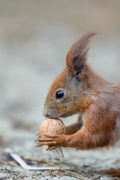 Red squirrel, a portrait Stock Photos