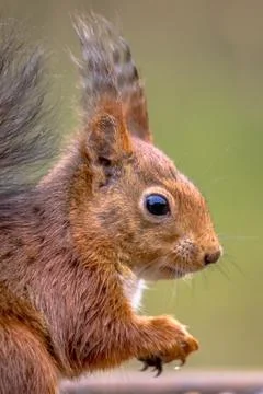 Red squirrel portrait side view Stock Photos