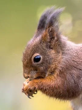 Red squirrel portrait side view Foto stock