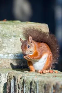 Red Squirrel Posing on Wall Stock Photos