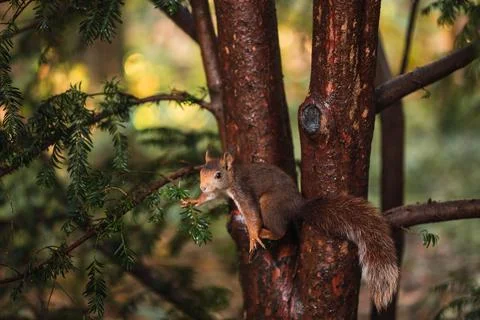 Red squirrel preparing to jump. Sciurus vulgaris. Campo Grande, Valladolid Spain Stock Photos