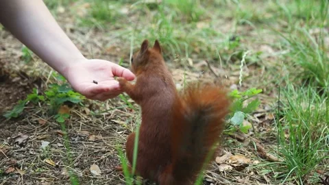 Red squirrel reaching up to receive food from human hand above Stockbeeldmateriaal 313767619