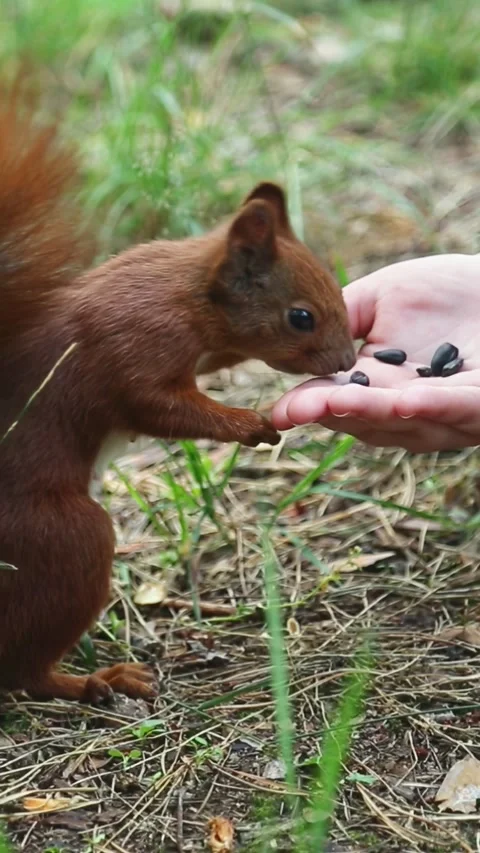 Red squirrel receiving treats from caring human hand in nature Vídeos de archivo 314265518