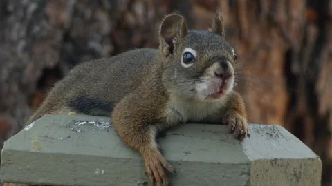 Red squirrel resting, panting, on 40 deg C summer day, cu, 4k Stock-Footage 279952626