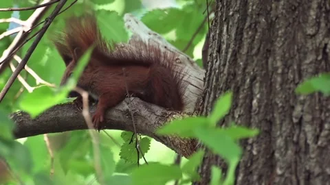 Red squirrel resting on tree branch amidst lush green foliage in soft natur.. Stock Footage 339473922