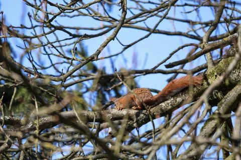 Red squirrel resting on a tree branch against a bright blue sky Stock Photos