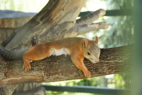 Red Squirrel Resting on a Tree Branch Stock Photos