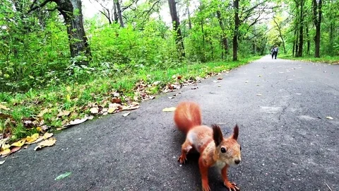 Red squirrel on the road Video stock 80598839