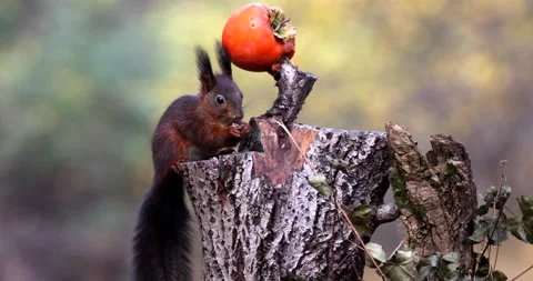 Red Squirrel rodent climbing on a tree stump eating and disappearing slow motion Stock Footage 239103059