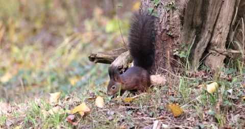 Red Squirrel rodent getting down of a tree and sitting on the grass slow motion Stock Footage 239102558