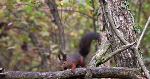 Red Squirrel rodent jumping on tree branches and wagging its tail slow motion Stock Footage 239101866