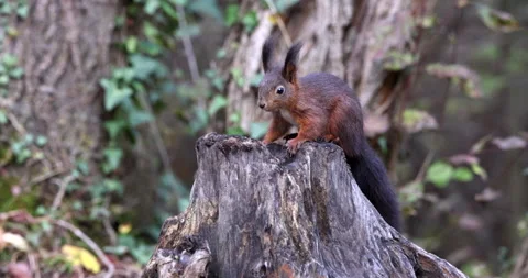 Red Squirrel rodent looking for a nut in a tree stump and taking out slow motion Stock Footage 239102096