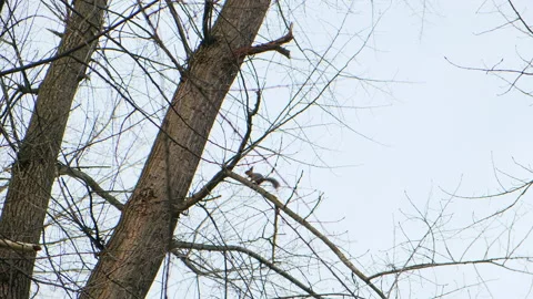 Red squirrel run up and down a tree trunk in park, in a natural environment Stock Footage 152113169