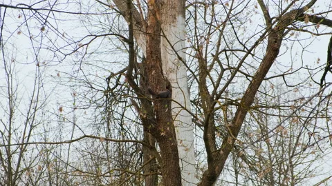 Red squirrel run up and down a tree trunk in park, in a natural environment Stock Footage 152113498