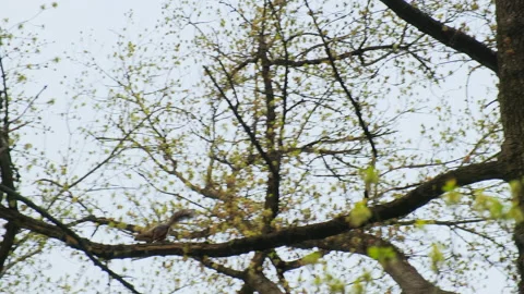 Red squirrel run up and down a tree trunk in park, in a natural environment Stock Footage 152113949