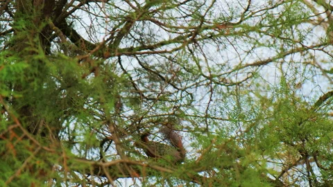 Red squirrel run up and down a tree trunk in park, in a natural environment Stock Footage 152114027