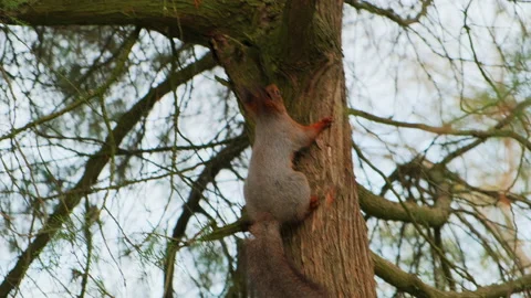 Red squirrel run up and down a tree trunk in park, in a natural environment Stock Footage 152114151