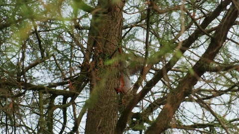 Red squirrel run up and down a tree trunk in park, in a natural environment Stock Footage 152114230