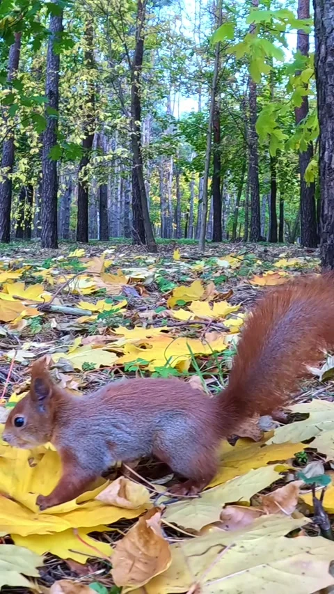 Red squirrel running across fallen yellow leaves in forest Stock Footage 322924228