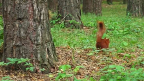 Red squirrel running across forest clearing between trees Stock Footage 313249265